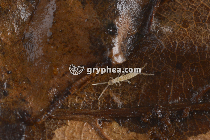 Diploure - gryphea.com